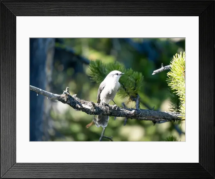 Framed Print : close-up of a Canada jay (Perisoreus canadensis), also known as the grey jay, gray jay, camp robber, or whisky jack Framed Print : close-up of a Canada jay (Perisoreus canadensis), also known as the grey jay, gray jay, camp robber, or whisky jack