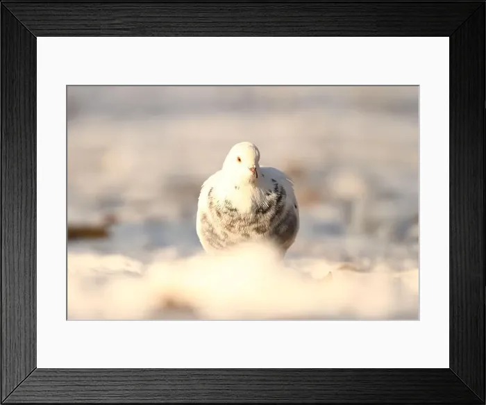 Framed Print : White pigeon in winter park Framed Print : White pigeon in winter park