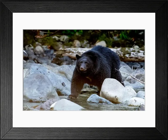 Framed Print : Black Bear standing on rocks in Stamp River, Vancouver Island, British Columbia, Canada Framed Print : Black Bear standing on rocks in Stamp River, Vancouver Island, British Columbia, Canada