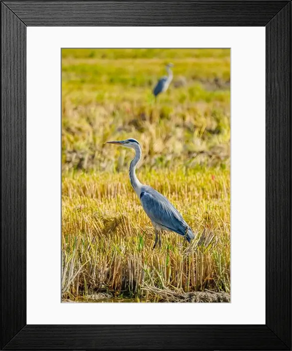 Framed Print : A Grey Heron on a rice field after harvest at the delta de Ebro river in Catalunya, Spain Framed Print : A Grey Heron on a rice field after harvest at the delta de Ebro river in Catalunya, Spain