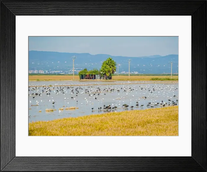 Framed Print : A rice field after harvest with a lot of birds at the delta de Ebro in Catalunya, Spain Framed Print : A rice field after harvest with a lot of birds at the delta de Ebro in Catalunya, Spain