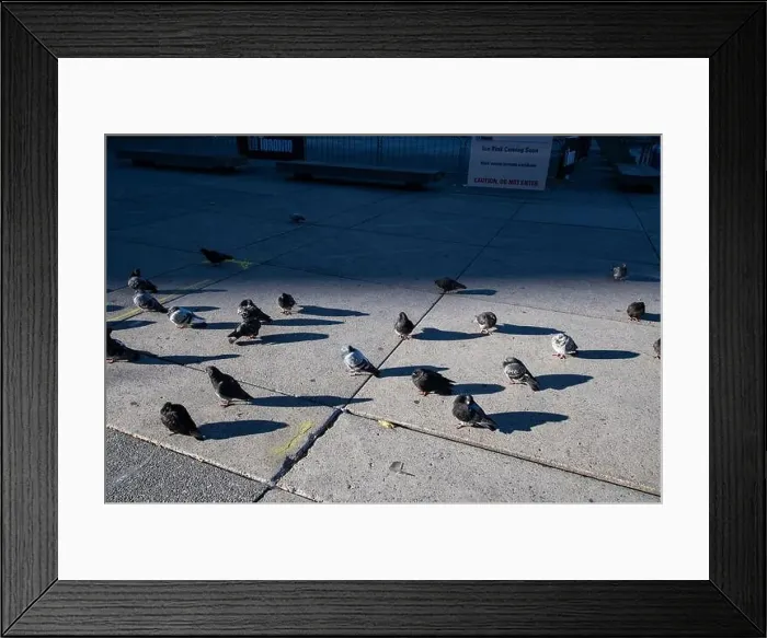 Framed Print : Pigeons known as rats of the sky standing by the rink at Nathan Phillips Square in downtown Toronto, Ontario, Canada Framed Print : Pigeons known as rats of the sky standing by the rink at Nathan Phillips Square in downtown Toronto, Ontario, Canada