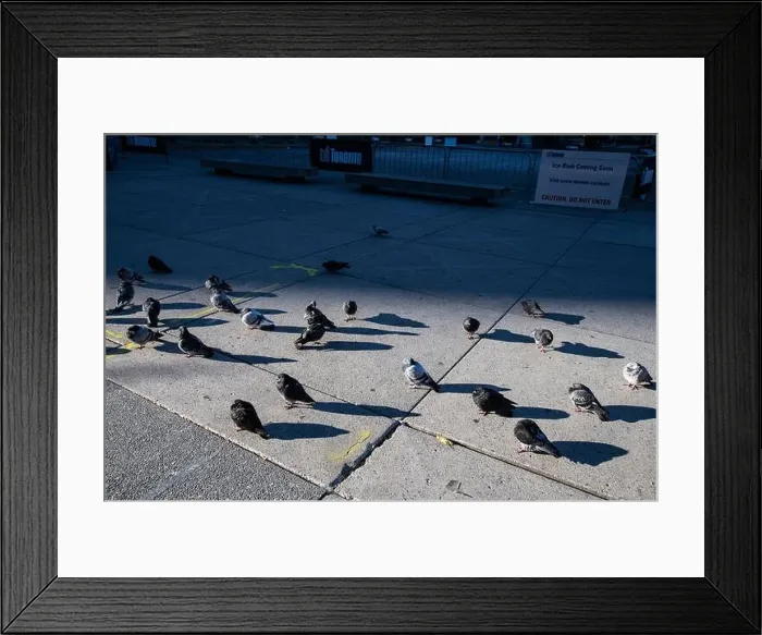 Framed Print : Pigeons known as rats of the sky standing by the rink at Nathan Phillips Square in downtown Toronto, Ontario, Canada Framed Print : Pigeons known as rats of the sky standing by the rink at Nathan Phillips Square in downtown Toronto, Ontario, Canada