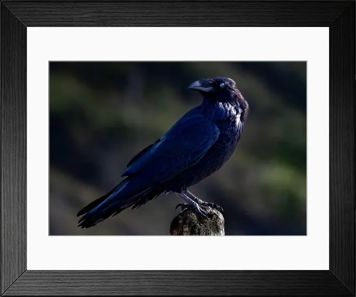 Framed Print : Close-up portrait of a black Raven, British Columbia, Canada Framed Print : Close-up portrait of a black Raven, British Columbia, Canada