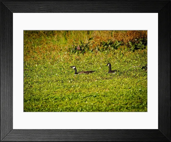 Framed Print : Group of Canada Goose Framed Print : Group of Canada Goose