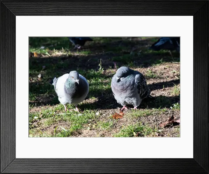 Framed Print : Pigeons knows as rats of the sky in the garden at Bobbie Rosenfeld Park on Bremner Boulevard in downtown Toronto Framed Print : Pigeons knows as rats of the sky in the garden at Bobbie Rosenfeld Park on Bremner Boulevard in downtown Toronto