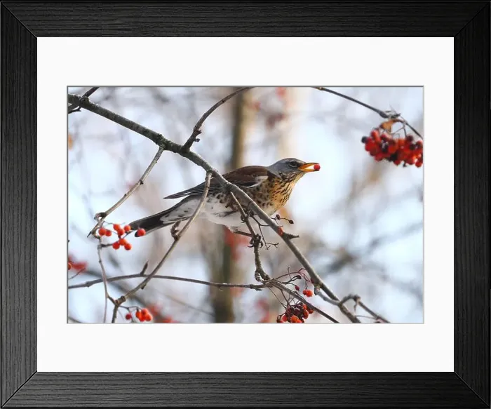 Framed Print : Thrush in winter forest Framed Print : Thrush in winter forest