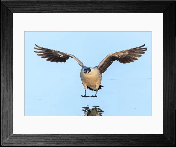 Framed Print : Close-up of Canadian geese Branta canadensis in flight migrating Framed Print : Close-up of Canadian geese Branta canadensis in flight migrating