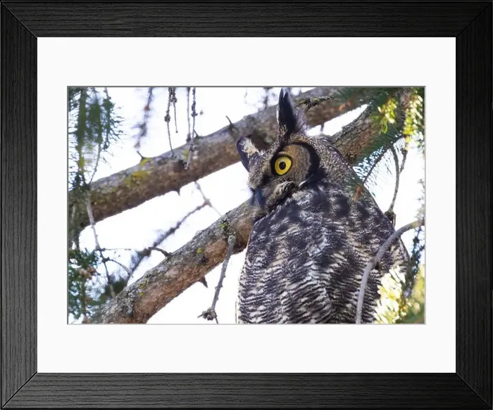 Framed Print : great horned owl (Bubo virginianus) in winter