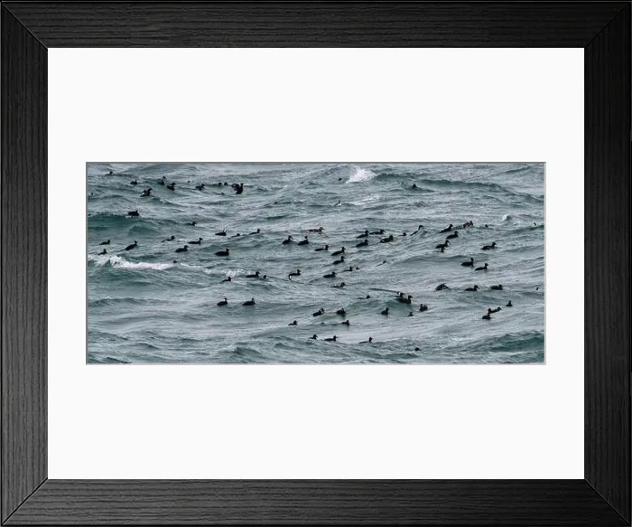Framed Print : Flock of Surf Scoters swimming in rough water, British Columbia, Canada Framed Print : Flock of Surf Scoters swimming in rough water, British Columbia, Canada