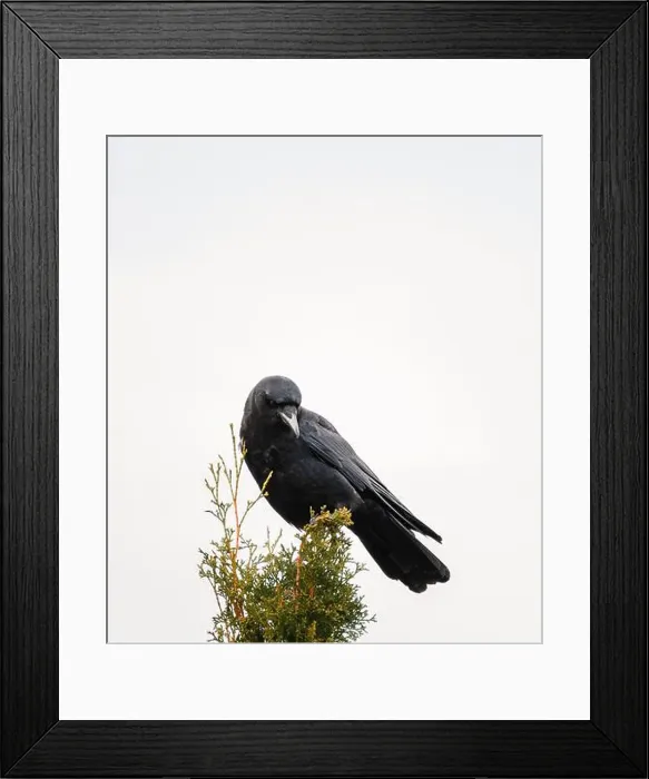 Framed Print : Black crow corvus bird sitting on top of tree against white sky Framed Print : Black crow corvus bird sitting on top of tree against white sky