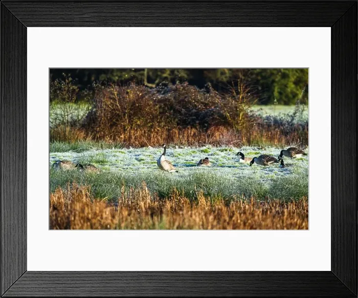 Framed Print : Canada Goose, Branta canadensis birds on winter Marshes Framed Print : Canada Goose, Branta canadensis birds on winter Marshes