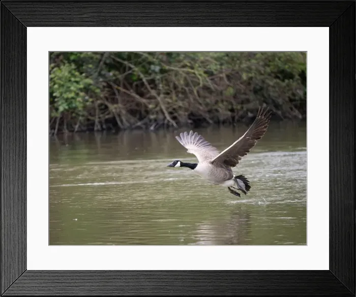 Framed Print : Canada Goose Taking Off on a Lake Framed Print : Canada Goose Taking Off on a Lake