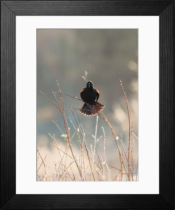 Framed Print : Bird breath during a cold morning Framed Print : Bird breath during a cold morning