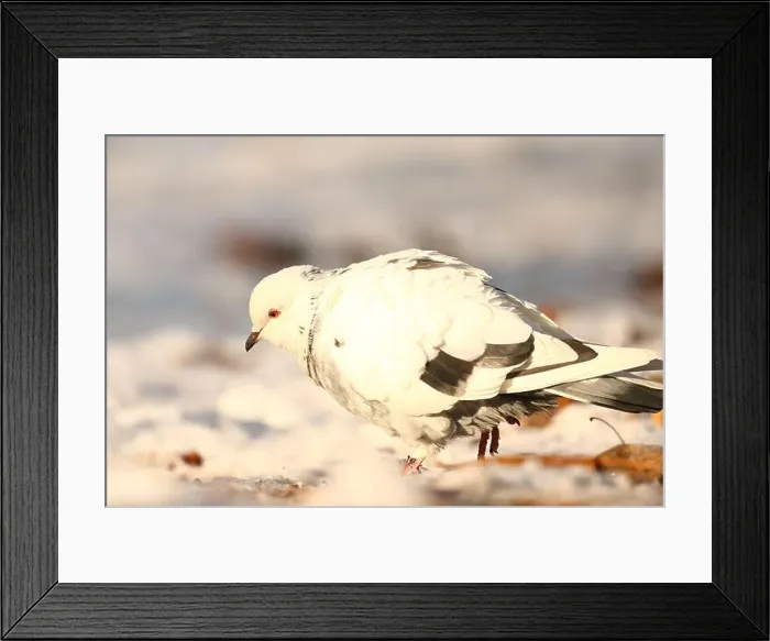 Framed Print : White pigeon in winter park Framed Print : White pigeon in winter park