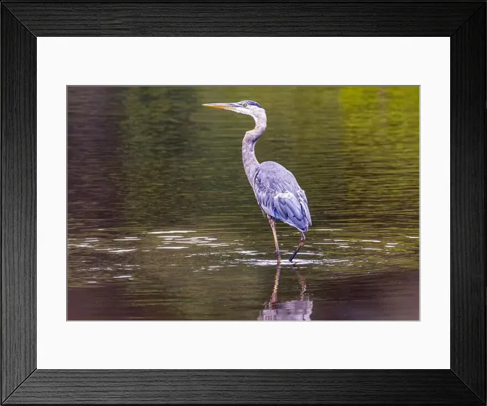 Framed Print : A great blue heron standing in a river with fall colors reflected in the water on an early morning in September Framed Print : A great blue heron standing in a river with fall colors reflected in the water on an early morning in September