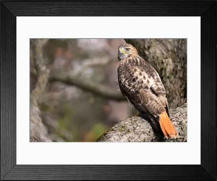 Framed Print : Red-tailed Hawk perched on a branch tree in the forest, Quebec, Canada Framed Print : Red-tailed Hawk perched on a branch tree in the forest, Quebec, Canada