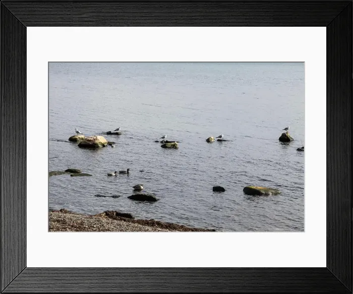 Framed Print : Seagulls sitting on rocks on the beach at Jack Darling Memorial Park in Port Credit Framed Print : Seagulls sitting on rocks on the beach at Jack Darling Memorial Park in Port Credit
