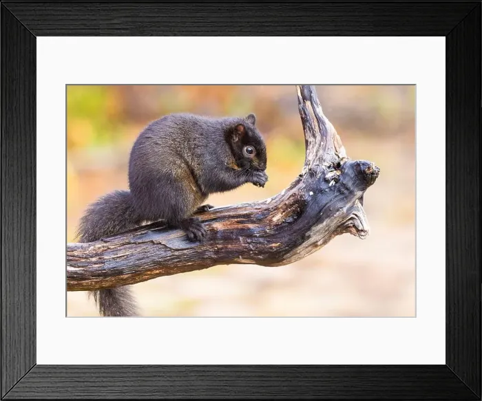 Framed Print : Black eastern gray squirrel (Sciurus carolinensis) in winter Framed Print : Black eastern gray squirrel (Sciurus carolinensis) in winter