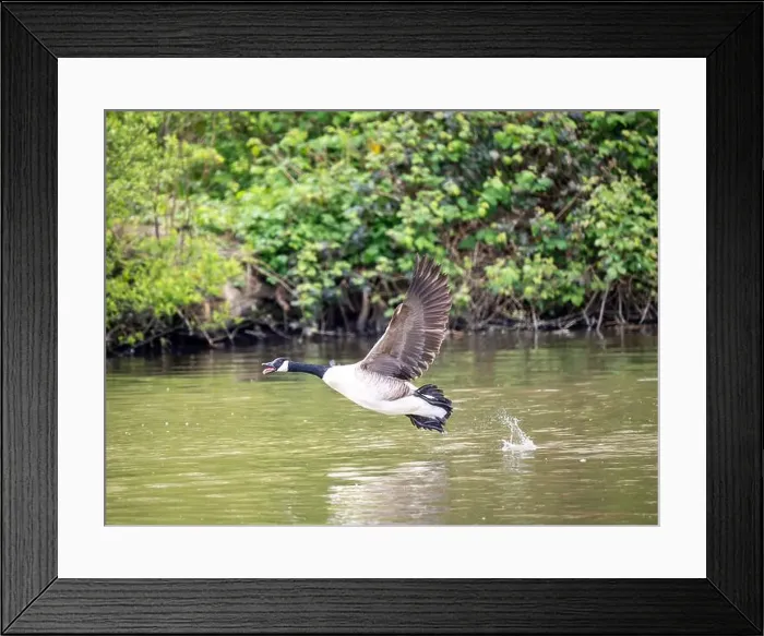 Framed Print : Canada Goose Taking Off on a Lake Framed Print : Canada Goose Taking Off on a Lake