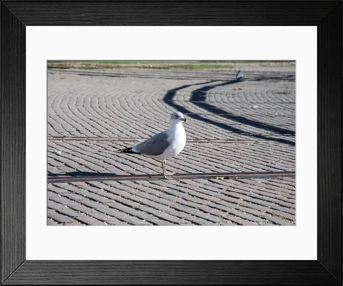 Framed Print : Seagull standing on the turntable at Roundhouse Park on Bremner Boulevard in downtown Toronto, Ontario, Canada Framed Print : Seagull standing on the turntable at Roundhouse Park on Bremner Boulevard in downtown Toronto, Ontario, Canada
