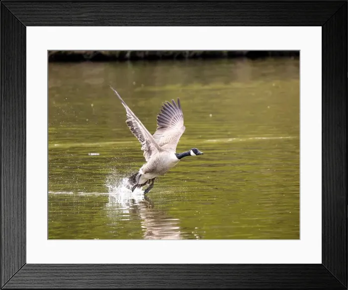 Framed Print : Canada Goose Taking Off on a Lake Framed Print : Canada Goose Taking Off on a Lake
