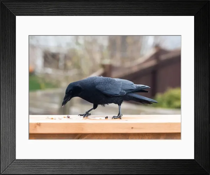 Framed Print : Close up of black crow corvus bird eating seeds on deck railing Framed Print : Close up of black crow corvus bird eating seeds on deck railing