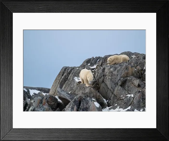 Framed Print : Two polar bears climbing on the rocks along the Hudson Bay just outside of Churchill, Manitoba, in November Framed Print : Two polar bears climbing on the rocks along the Hudson Bay just outside of Churchill, Manitoba, in November