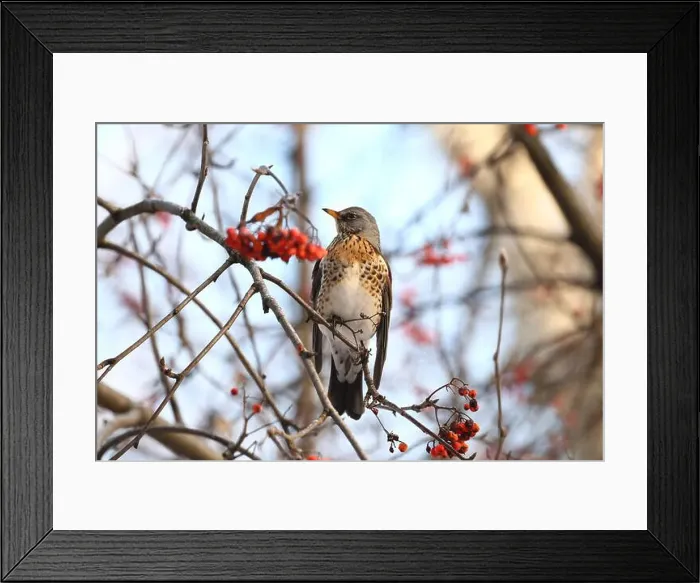 Framed Print : Thrush in winter forest Framed Print : Thrush in winter forest