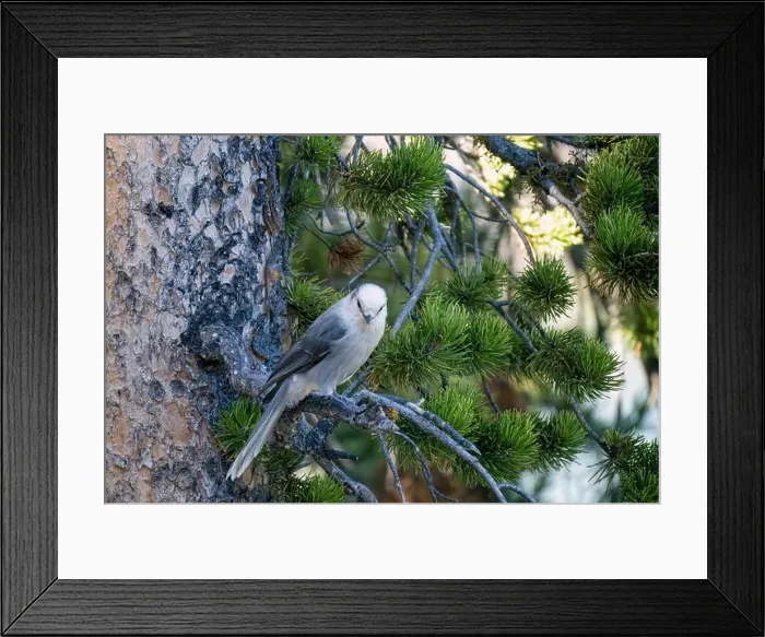 Framed Print : close-up of a Canada jay (Perisoreus canadensis), also known as the grey jay, gray jay, camp robber, or whisky jack Framed Print : close-up of a Canada jay (Perisoreus canadensis), also known as the grey jay, gray jay, camp robber, or whisky jack