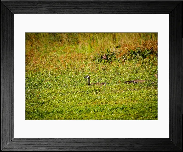 Framed Print : Pair of Canada Goose Swimming Framed Print : Pair of Canada Goose Swimming