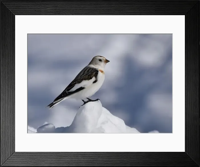 Framed Print : A snow bunting in winter, Sainte-Apolline, Québec, Canada Framed Print : A snow bunting in winter, Sainte-Apolline, Québec, Canada