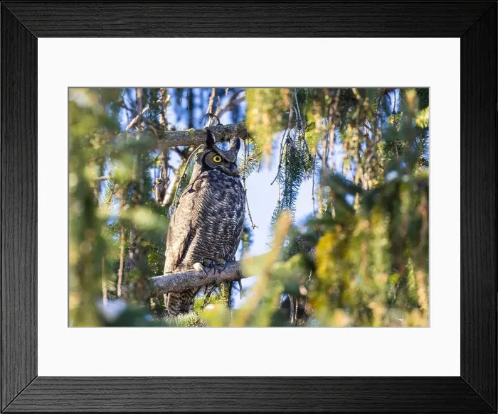 Framed Print : great horned owl (Bubo virginianus) in winter
