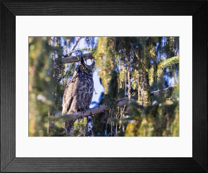 Framed Print : great horned owl (Bubo virginianus) in winter