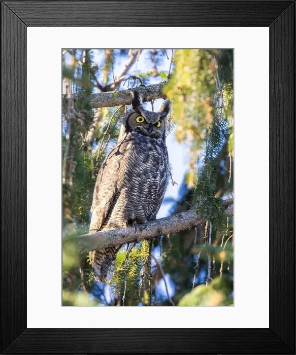 Framed Print : great horned owl (Bubo virginianus) in winter