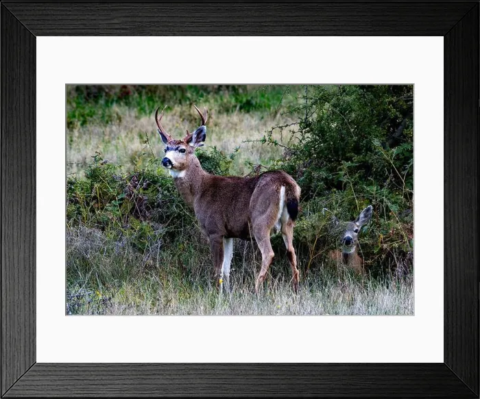 Framed Print : Male and female deer in a rural scene, Saturna Island, Southern Gulf Islands, British Columbia, Canada Framed Print : Male and female deer in a rural scene, Saturna Island, Southern Gulf Islands, British Columbia, Canada