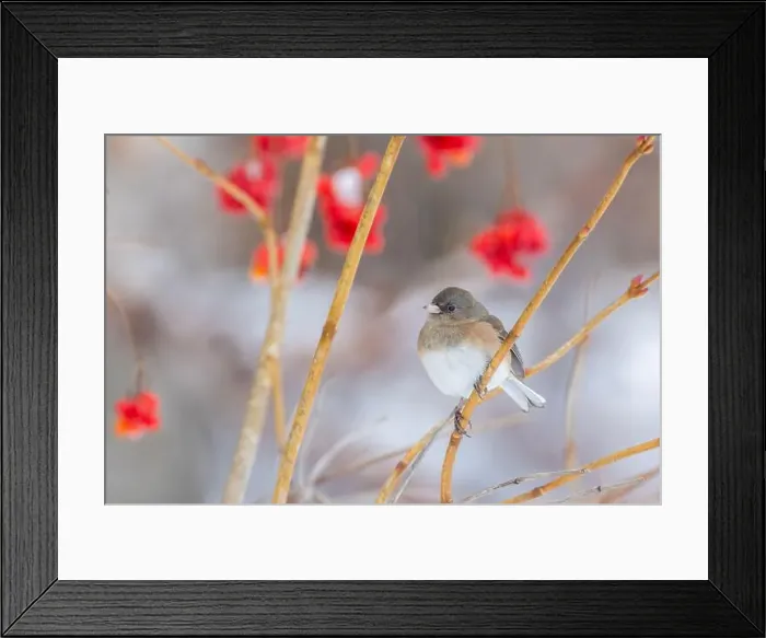 Framed Print : Pink-sided dark-eyed junco (Junco hyemalis) in winter Framed Print : Pink-sided dark-eyed junco (Junco hyemalis) in winter