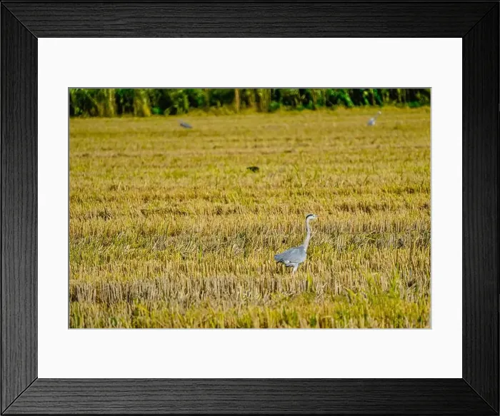 Framed Print : A Grey Heron on a rice field after harvest at the delta de Ebro river in Catalunya, Spain Framed Print : A Grey Heron on a rice field after harvest at the delta de Ebro river in Catalunya, Spain