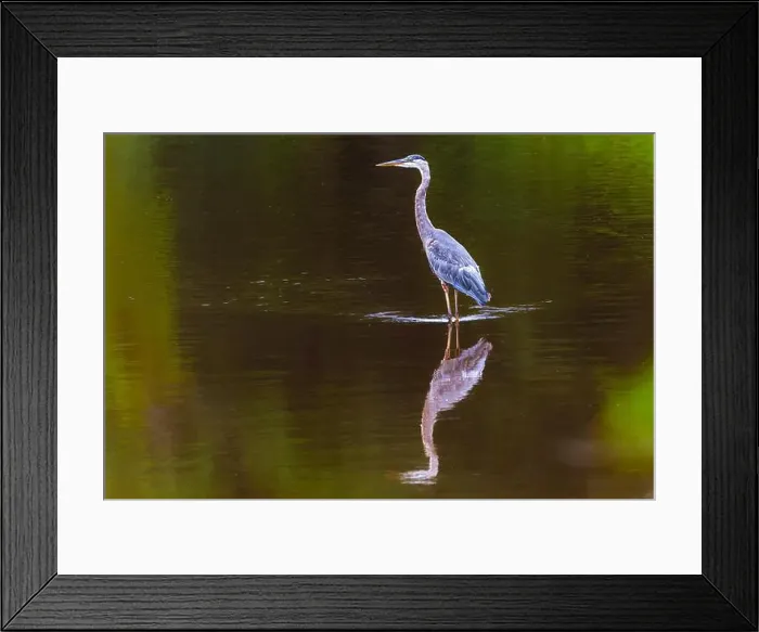 Framed Print : A great blue heron standing in a river with freflection in the water on an early morning in September Framed Print : A great blue heron standing in a river with freflection in the water on an early morning in September