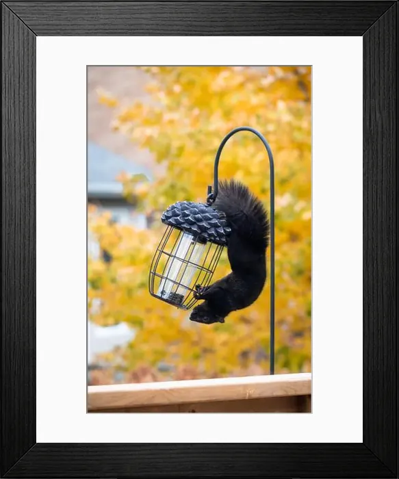 Framed Print : Black squirrel hanging upside down on bird feeder hook to on fall day Framed Print : Black squirrel hanging upside down on bird feeder hook to on fall day
