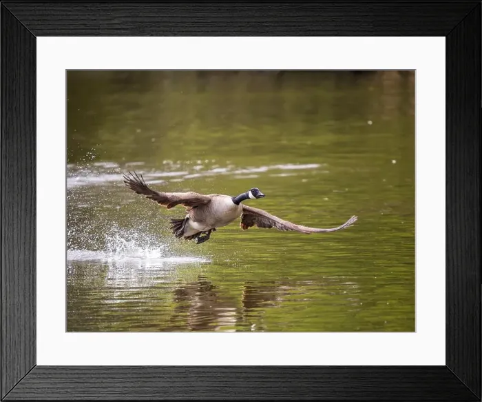 Framed Print : Canada Goose Taking Off on a Lake Framed Print : Canada Goose Taking Off on a Lake