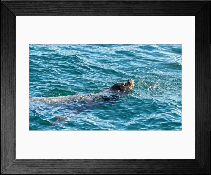Framed Print : Close-up of a Sea Lion swimming in the Salish Sea, British Columbia, Canada Framed Print : Close-up of a Sea Lion swimming in the Salish Sea, British Columbia, Canada