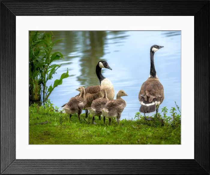 Framed Print : Closeup of a canada goose family standing near a lake Framed Print : Closeup of a canada goose family standing near a lake