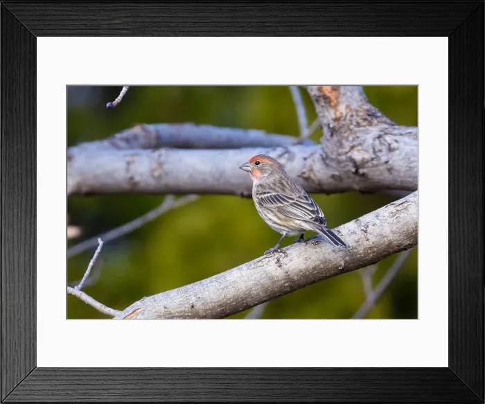 Framed Print : house finch (Haemorhous mexicanus) in winter Framed Print : house finch (Haemorhous mexicanus) in winter