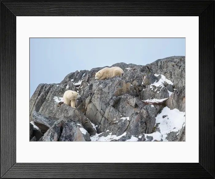 Framed Print : Two polar bears climbing on the rocks along the Hudson Bay just outside of Churchill, Manitoba, in November Framed Print : Two polar bears climbing on the rocks along the Hudson Bay just outside of Churchill, Manitoba, in November