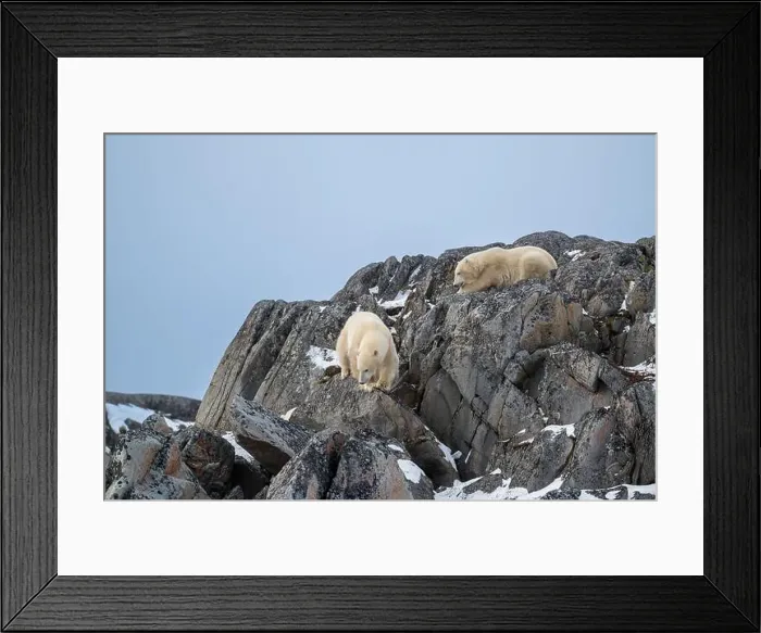 Framed Print : Two polar bears climbing on the rocks along the Hudson Bay just outside of Churchill, Manitoba, in November Framed Print : Two polar bears climbing on the rocks along the Hudson Bay just outside of Churchill, Manitoba, in November