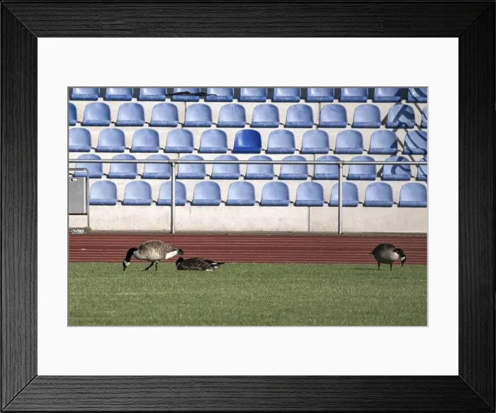Framed Print : Canada geese in a sports stadium Framed Print : Canada geese in a sports stadium