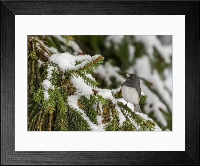 Framed Print : Pink-sided dark-eyed junco (Junco hyemalis) in winter Framed Print : Pink-sided dark-eyed junco (Junco hyemalis) in winter