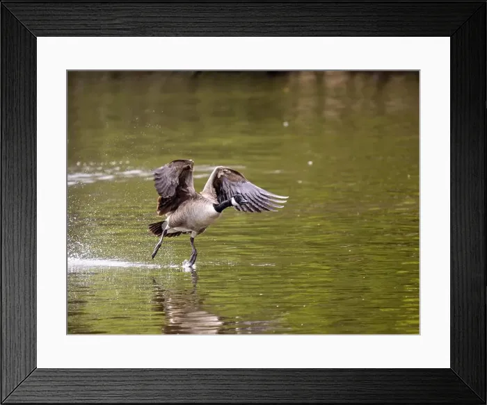 Framed Print : Canada Goose Taking Off on a Lake Framed Print : Canada Goose Taking Off on a Lake