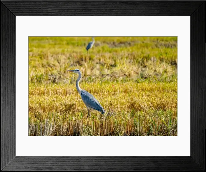 Framed Print : A Grey Heron on a rice field after harvest at the delta de Ebro river in Catalunya, Spain Framed Print : A Grey Heron on a rice field after harvest at the delta de Ebro river in Catalunya, Spain